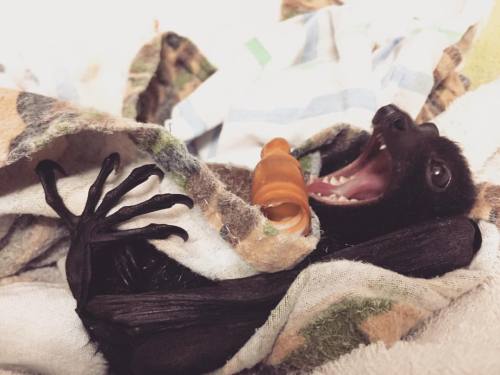 Yawwwnnnn #vaccinatedandlicencedcarer #pleasedoNOTtouchbats #batsarenotpets