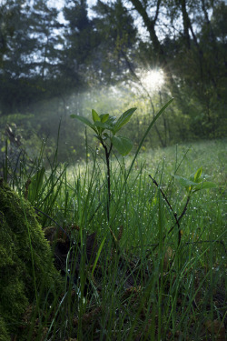 90377:   Morning Sunbeam by Taras L   