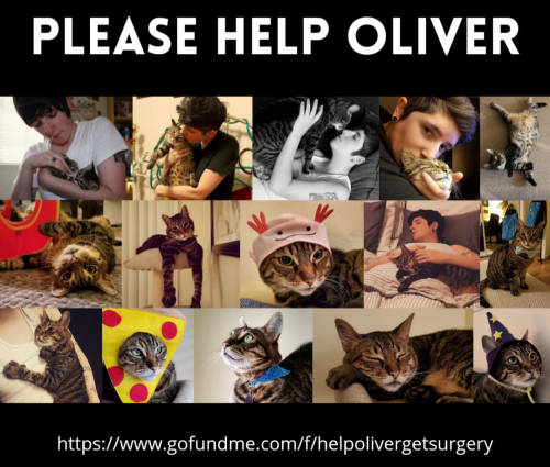 https://www.gofundme.com/f/helpolivergetsurgeryOliver is my 11 year old cat and my pride and joy. If