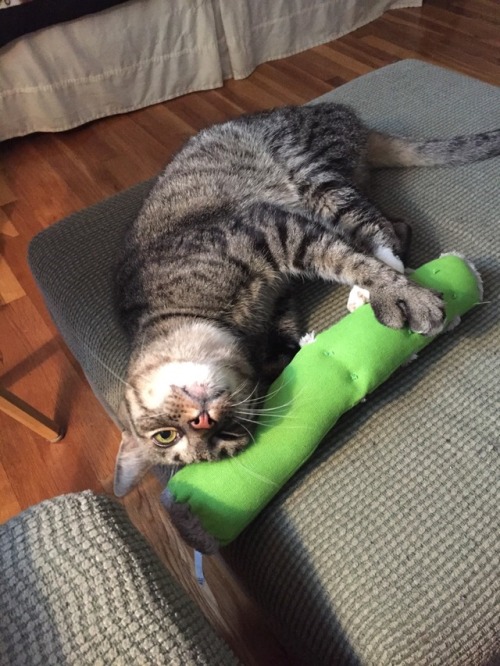 fictionalcat: fictionalcat: turns out paws REALLY likes his new toy thanks jackson galaxy! @mostlyca