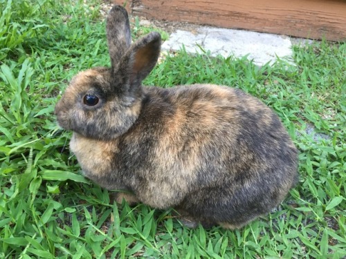 This is Cinnabunny, a sweet and precious round fluff. He showed up one day and adopted us.