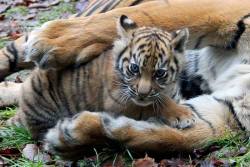 lsdzeppelin:  zooborns:  After a Successful Surgery, Tiger Cub is Reunited with Mom  At Aalborg Zoo in Denmark, a Sumatran Tiger cub was born with an umbilical hernia. (This is a condition where the abdominal lining or part of an abdominal organ protrudes