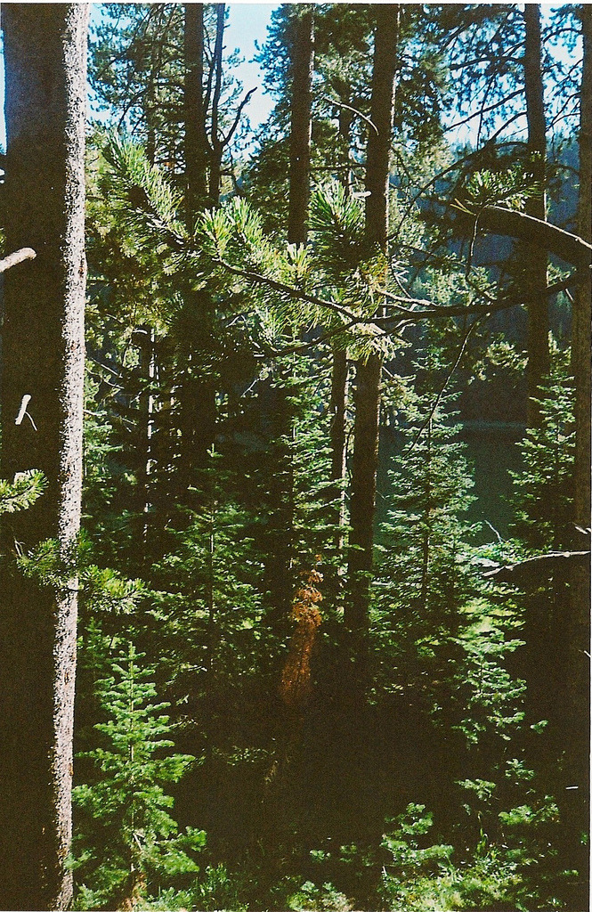 wolftramp:  Vintage Blog ☼ 