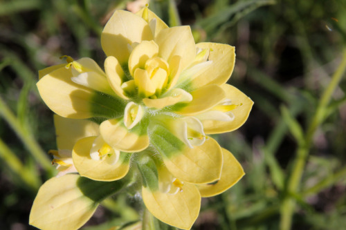 It’s wildflower season in Texas.