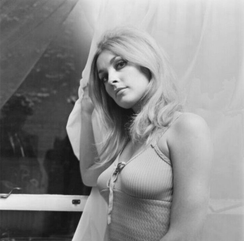 fitesorko:Sharon Tate