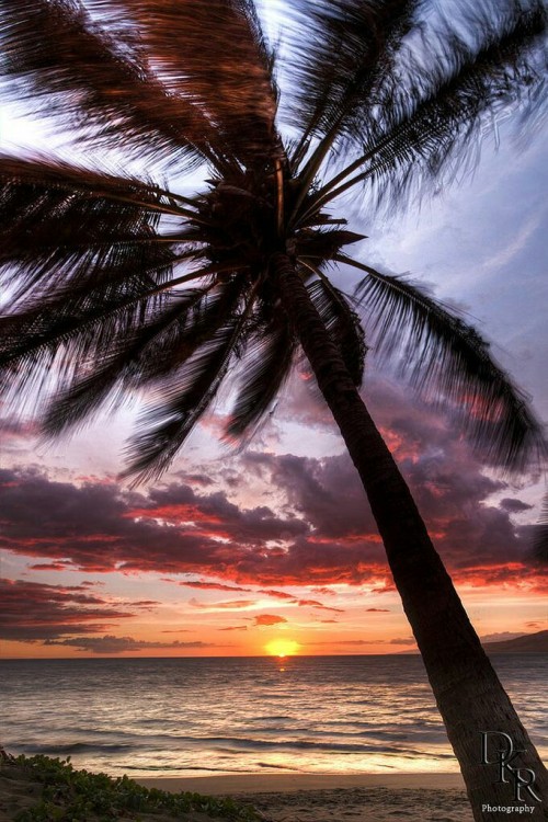 orchidaaorchid: Sunset in Kihei Hawaii by Dustin K. Ryan