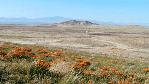 leahberman:poppy dazeantelope valley poppy reserve, californiainstagram