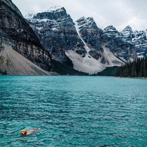 boredpanda:    Human Takes His Dog On Epic porn pictures