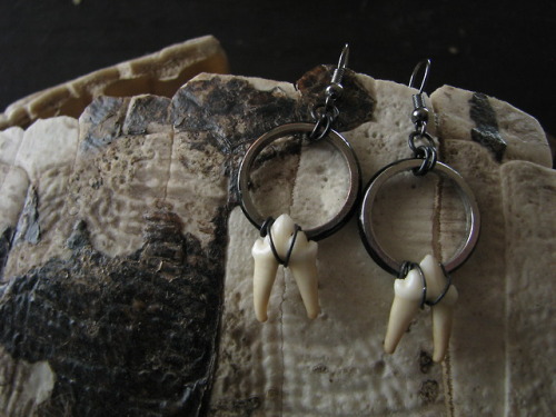 Little racoon tooth earrings on a turtleshell