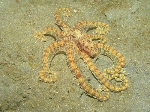 How do Octopuses crawl?Researchers at the Hebrew University of Jerusalem have filmed octopuses (or o