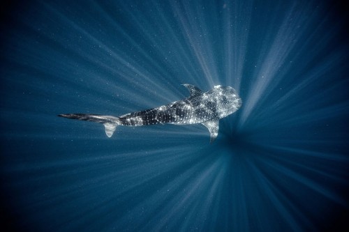 asylum-art: Into the Deep byTyler Stableford is a photography series by American photographer and director Tyler Stableford who challenged himself both artistically and technically to create this series which depicts a model swimming with  whale sharks