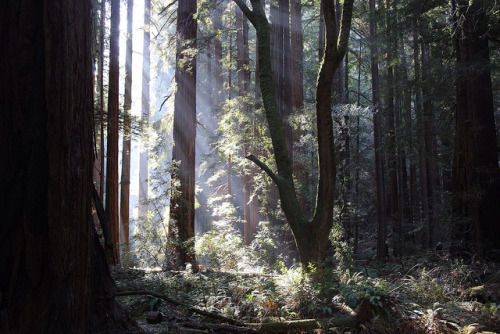 Muir Woods - Winter by MarlaSingar on Flickr.