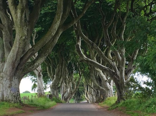 Porn Pics #trees #ireland  (at Northern Ireland)