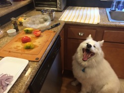 skookumthesamoyed:  Someone is very excited about the lox / bagel bar situation that’s happening this morning