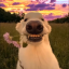 whzgudx