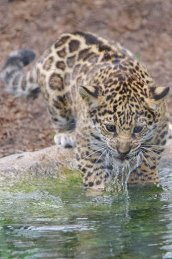 sdzoo:  Valerio the jaguar Cub learning to