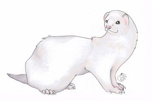 a sketch of @pastelferret&rsquo;s ferret, Nova! &lt;3hope you like it! 
