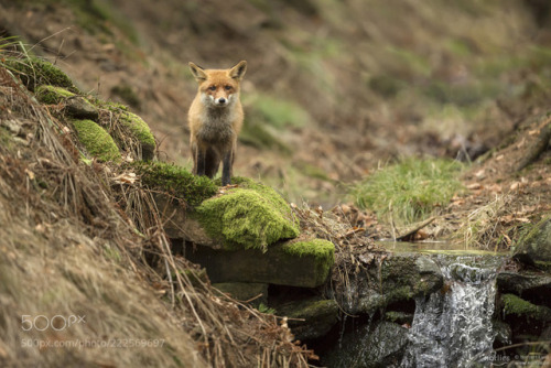The Observer by norlies
