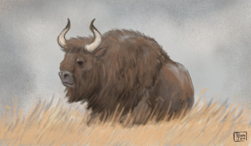 extinction-illustrated:Bison priscus(Steppe bison)Extinct Late Pleistocene
