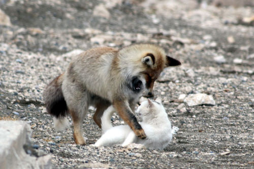rachelkiley:seananmcguire:giantrobotwar:Fox arrives at the decision to not eat his new friend.looks 
