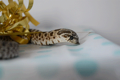 pretzel-the-hognose:Pretzel spent half of his birthday trying to understand the concept of wrapping 