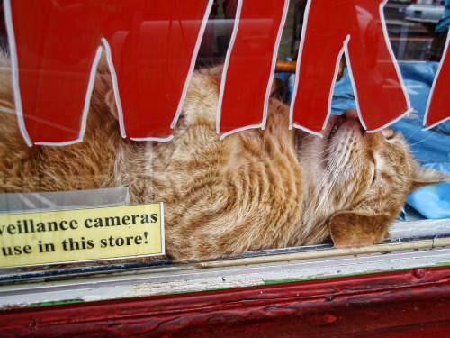 How much for the lazy, orange kitty in the window? Kona, Hawaii(via iamdogsmom)