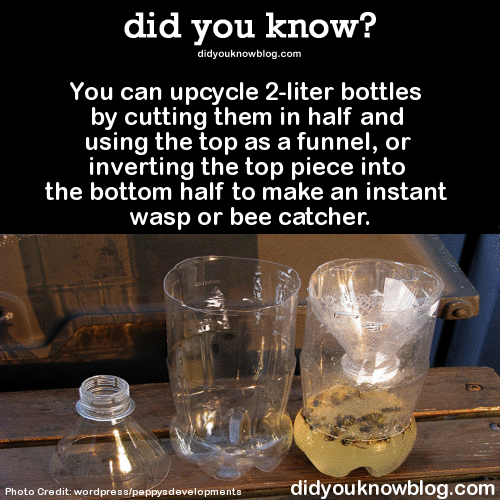 did-you-kno:  You can upcycle 2-liter bottles by cutting them in half and using the