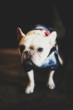 ikwt:  Frenchie (fliickman) | ikwt | instagram