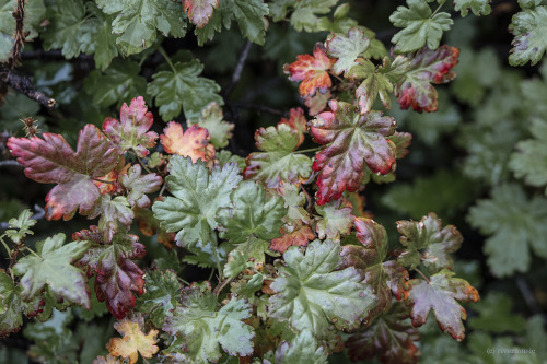 riverwindphotography:  In Yellowstone, the late summer berries are in full form,