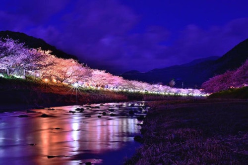 landscape-photo-graphy:Japan’s Iconic Cherry Blossoms Have Been in Full Bloom in Kawazu Since 