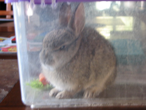 ecstatic-motion:  My cat brought us a present today.  I have never seen a rabbit SO angry.  