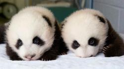 haveueverlovedawoman:  Mei Lun and Mei Huan 