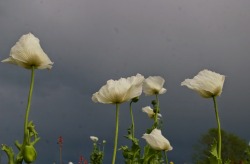 jupiterjuniper:  Poppy storm  I thought it