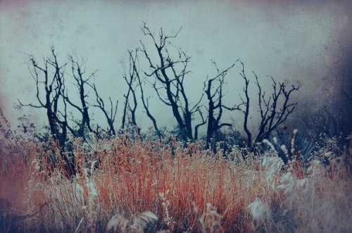wildernessofpictures: Via The North is in my Blood
