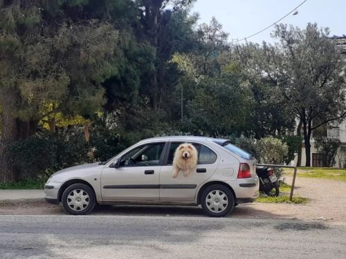 Athens, Greece, 2022 #athens #greece #filopappou #dog #car #portrait #pet #photography #mobilephotog