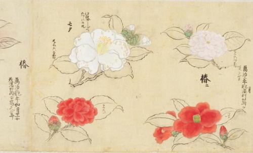 iamjapanese: KANŌ Sigekata（狩野 重賢 Japanese）Cherry Blossoms and Camellias 櫻と椿 from Sōmoku Shasei 