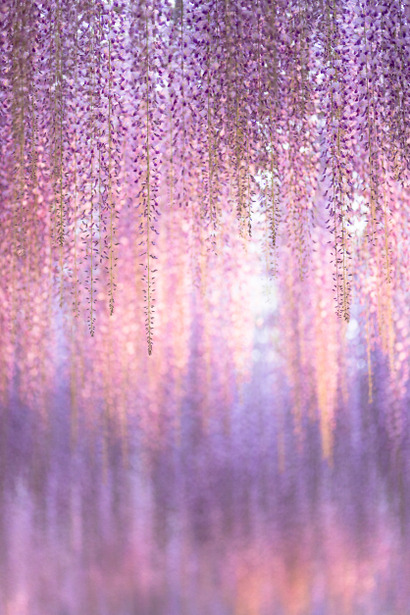 lifeisverybeautiful:  Wisteria, Ashikaga Flower Park, Tochigi, Japan via GANREF  香る藤色