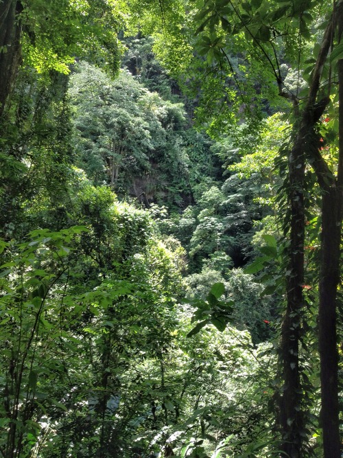 culturallywild:  On the trail to Maracas waterfall, St. Joseph, Trinidad. Copyright 2016 Troy De Chi