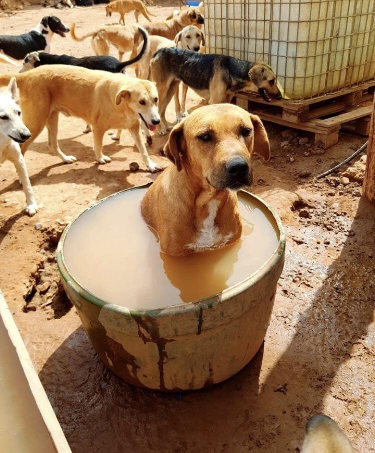 It’s hot today at the animal shelter! Brandy decides to take a dip, don’t mind me, I’m just chilling