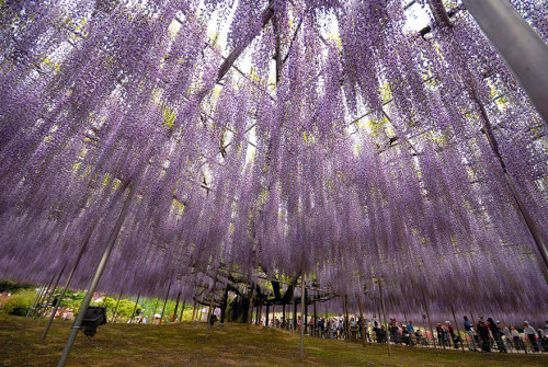 littlelimpstiff14u2:    This 144-Year-Old Wisteria In Japan Looks Like A Pink Sky   These stunning photographs, which look like a glorious late evening sky with dashes of pink and purple, are actually pictures of Japan’s largest wisteria (or wistaria,