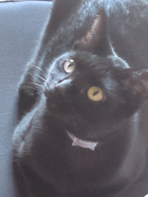 supernovajazzy: Happy caturday to my precious black void♥️