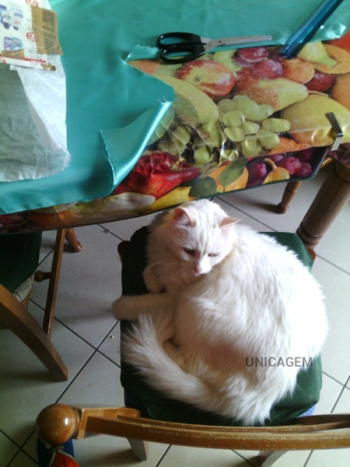 unicagem: Yesterday I was sewing and at first Briciola was very curious, then he sat on the chair an