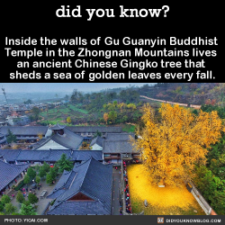 did-you-kno:  Inside the walls of Gu Guanyin Buddhist  Temple in the Zhongnan Mountains lives  an ancient Chinese Gingko tree that  sheds a sea of golden leaves every fall.   Source Source 2 
