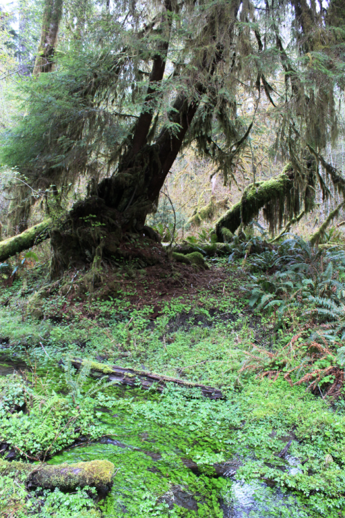 bright-witch:Tree Tear Pools◈ Pacific Northwest photography by Michelle N.W. ◈ ◈ Print Shop ◈ Blog ◈