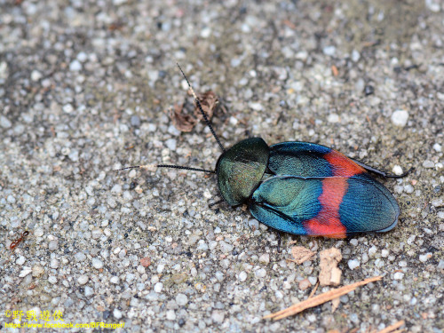 onenicebugperday:Pretty cockroaches!Photos 1-4 by Andreas Kay5-6 by Art Anker - Shared wit