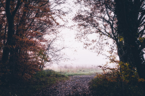 pixelcoder: Nature Path - German Woodlands - December 2k17 Prints  | Instagram