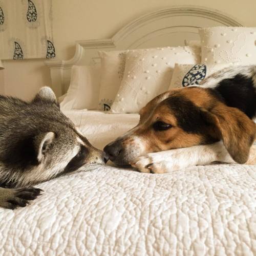 awesome-picz:    Orphaned Raccoon Rescued By Family With Dogs Thinks She’s A Dog, Too. 