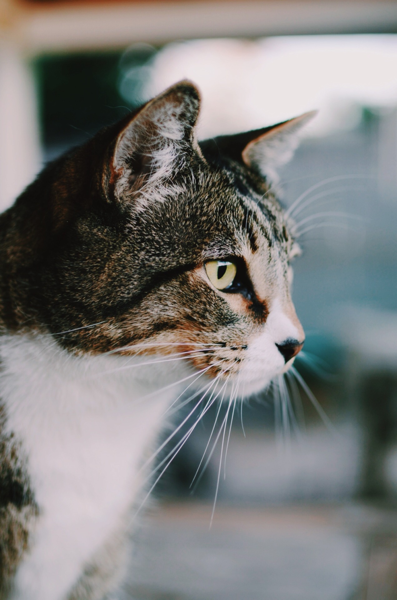 sassafranski:  not enough cats in my life