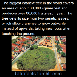 ultrafacts:  purple-sea-kitten:  ultrafacts:  (Fact Source) Follow Ultrafacts for more facts  I didn’t know a cashew tree looked like that.  Fun fact:   Cashews are sold shell-less because they are a member of the same family as poison ivy and contain