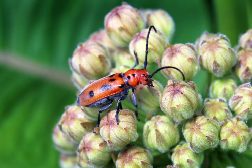 celestialmacros:A triumvirate of red milkweed insects:Large Milkweed Bug (Oncopeltus fasciatus)Red M
